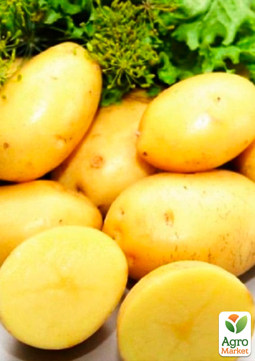 Картофель "Ривьера" семенной ультраранний (1 репродукция) 1кг - фото 4