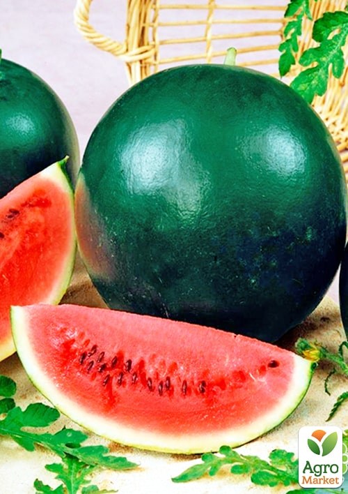 Арбуз "Фотон" (Большой пакет) ТМ "Весна" 3г - фото 2