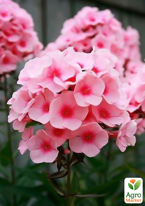 Флокс многолетний "Bright eyees" 1шт в упаковке