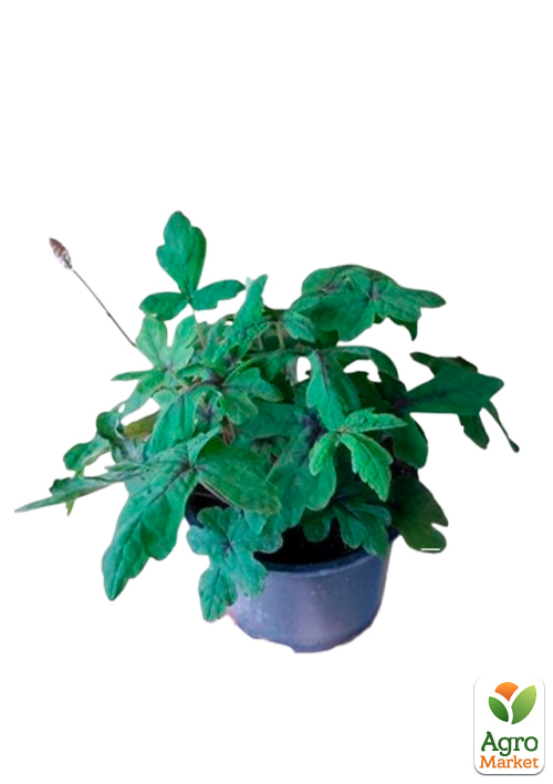 Тиарелла (Tiarella) "Spring Symphony" С1 (высота 15-30см) - фото 2