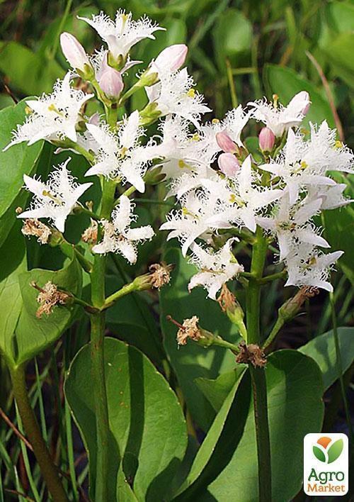 Вахта трехлистная - фото 2