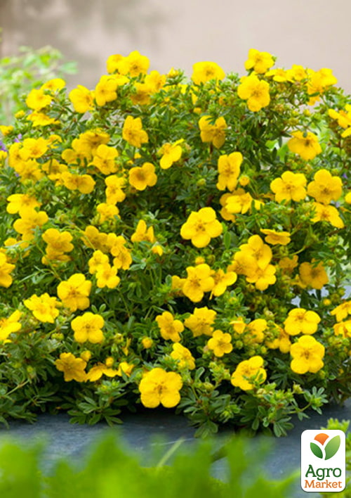 Перстач чагарниковий 2-х літній «Gold Star», С2