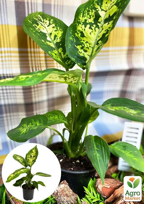 Дифенбахія (Dieffenbachia) "Compacta" - фото 6