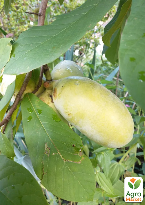 Азіміна щеплена "SAB Overleese" C1.5, висота 35-60см