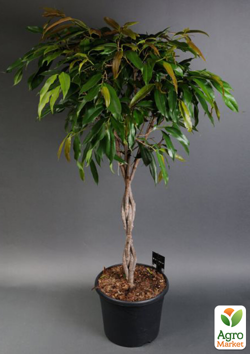 LMTD Фикус комнатный "Amstel King" (высота 60-80см)