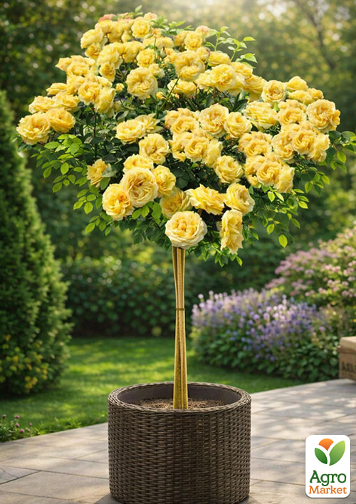 Роза штамбовая "Лемон Помпон" (Lemon Pompom) (саженец класса АА+) 