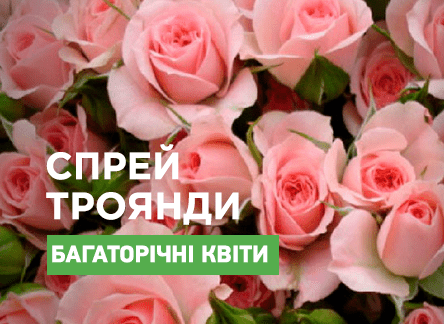 Троянди-спрей: найгарніші сорти
