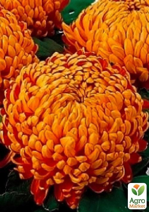 Хризантема "Passionnement Rouge" (низькоросла крупноквіткова)