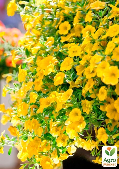 Калібрахоа Calipetite "Yellow" - фото 2