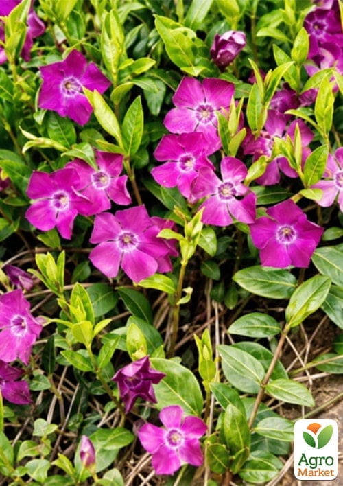 Барвінок малий "Atropurpurea" вазон С3