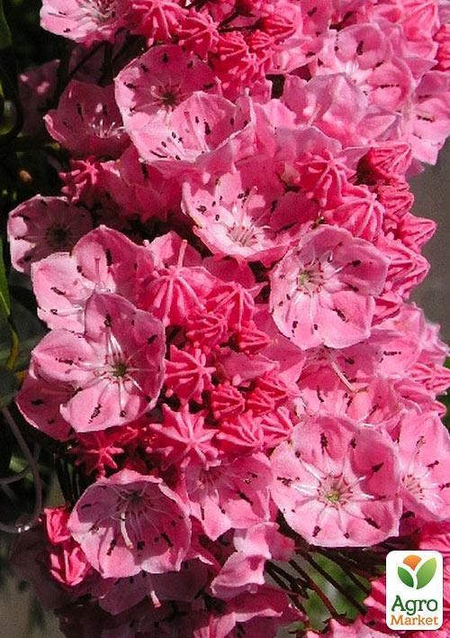 Кальмия latifolia "Ewa" - фото 3