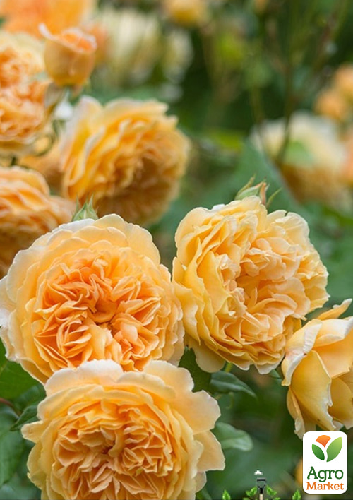 Роза английская "Beatrice" в контейнере, высший сорт - фото 5