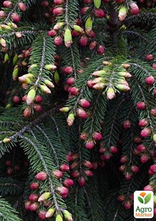 Ель Вильсона "Picea Wilsonii" (горшок P9)