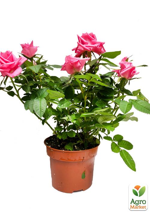 Роза Мініатюрна (кімнатна) "Cupcake" (Нідерланди) - фото 6