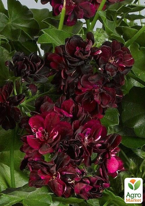 Пеларгония ампельная "Primo Burgundy" (контейнер № 10, высота 10-20 см) - фото 2