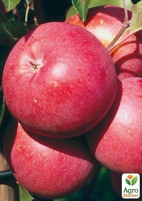 Яблоня "Амулет" (раннезимний сорт) - фото 4