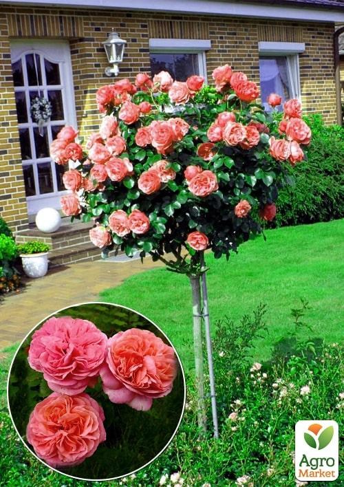 Окулянты Розы на штамбе «Mary Ann»