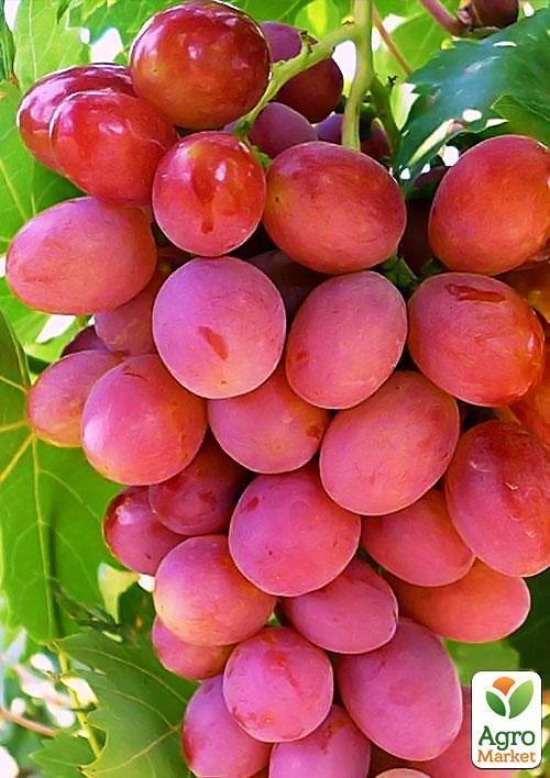 Виноград "Рута" (ранний срок созревания)
