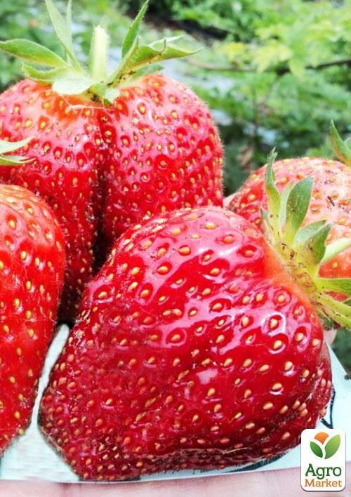 Полуниця "Кебот" (Cabot) (пізній термін дозрівання, має тривалий термін зберігання)