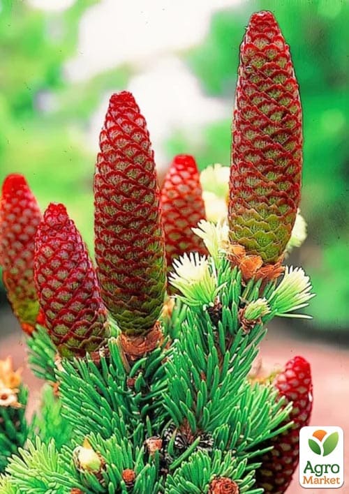 Ялина колюча "Lucky Strike" С10, висота 45-60см - фото 4