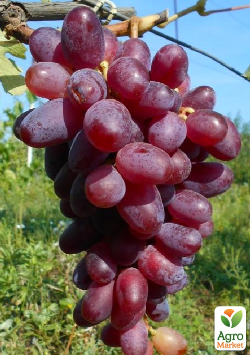 Виноград десертный "Мечта" (сладкий гармоничный)