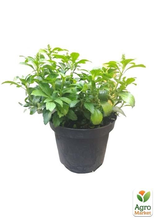 Пахизандра "Green Carpet" С3, диаметр 25-30см - фото 3