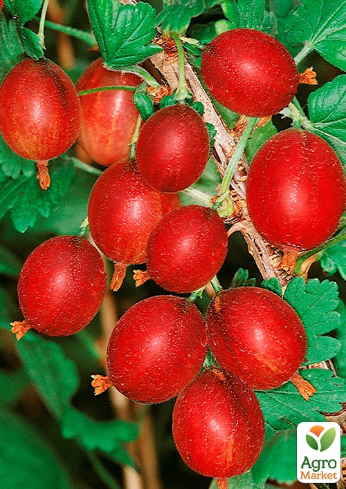 Крыжовник "Гранд" (ранний срок созревания, высокоурожайный сорт)