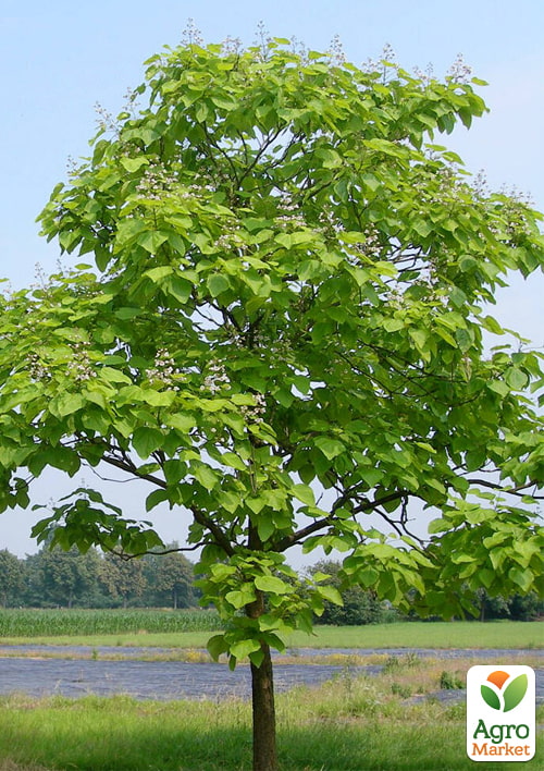 Катальпа 3-річна бігнонієподібна (Catalpa bignonioides), С3 висота 60-80см