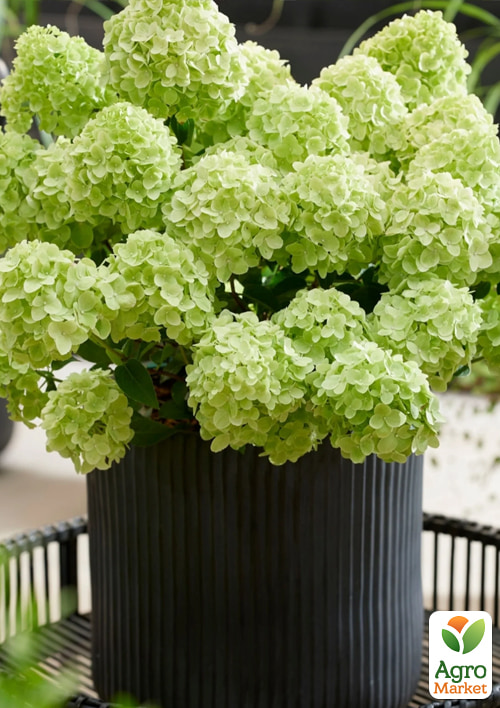 Гортензія 3-х річна волотиста "Petite Cherry" - фото 4