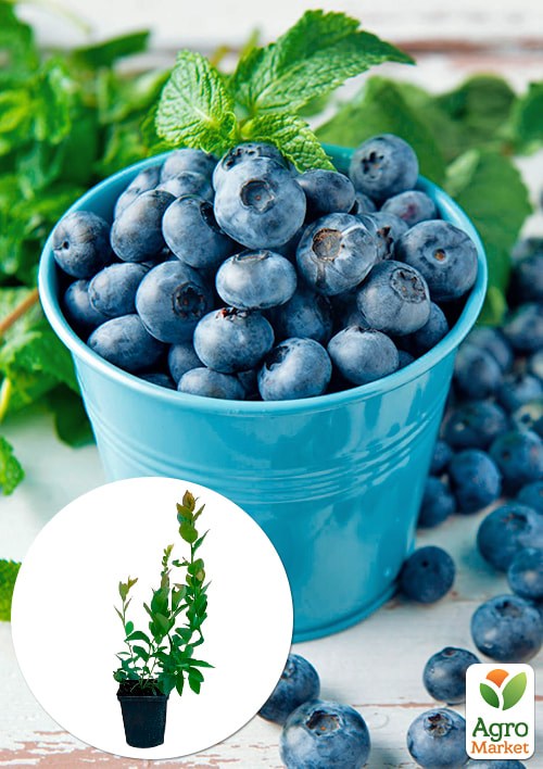 Голубика "Нельсон" (Vaccinium corymbosum "Nelson") Нидерланды, вазон П9