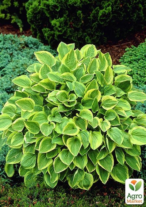 Хоста "Golden Tiara"