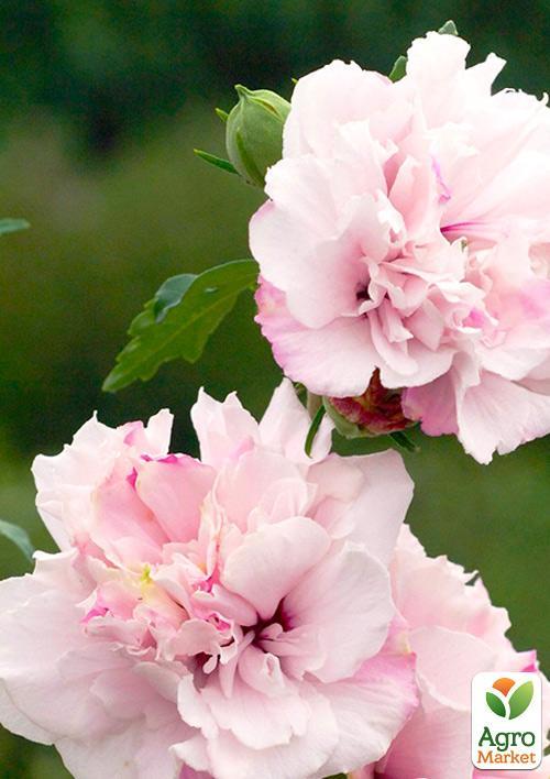 Гибискус древовидный махровый "French Cabaret Pastel" - фото 5