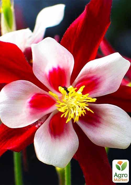 Аквілегія "Crimson Star" 1 шт в упаковці - фото 6