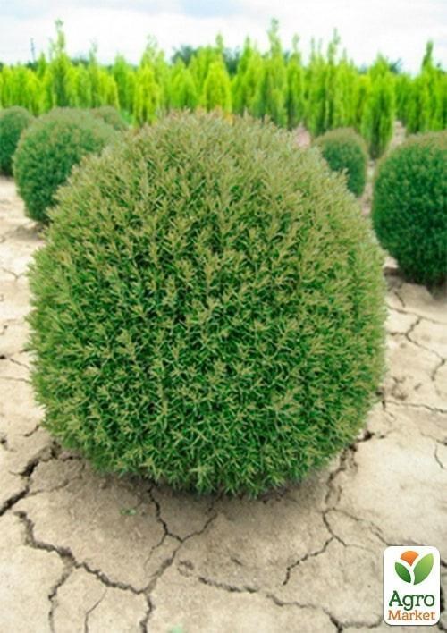 Туя вересковидная горшок P9