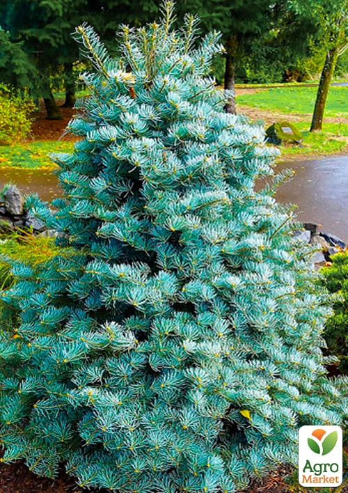Пихта одноцветная "Violacea" С7.5, высота 45-55см