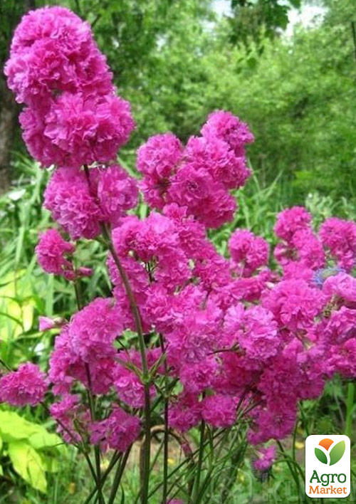 Смолка многолетняя "Roseum Plenum" (лихнис, вискария)