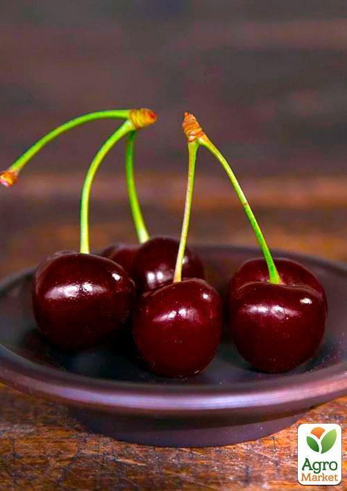 Эксклюзив! Вишня карликовая шаровидная темно-красная "Встреча" (Meeting) (премиальный крупноплодный среднеспелый сорт) - фото 5