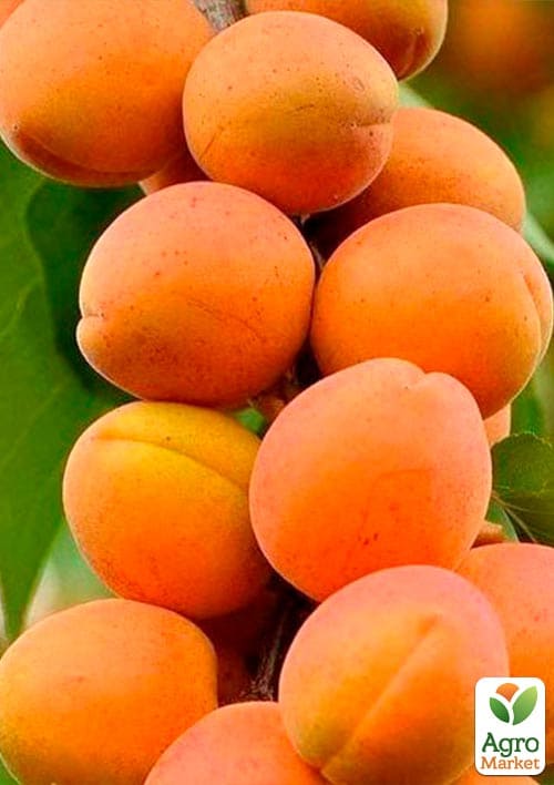 Абрикос колоновидный "Первайс" - фото 2
