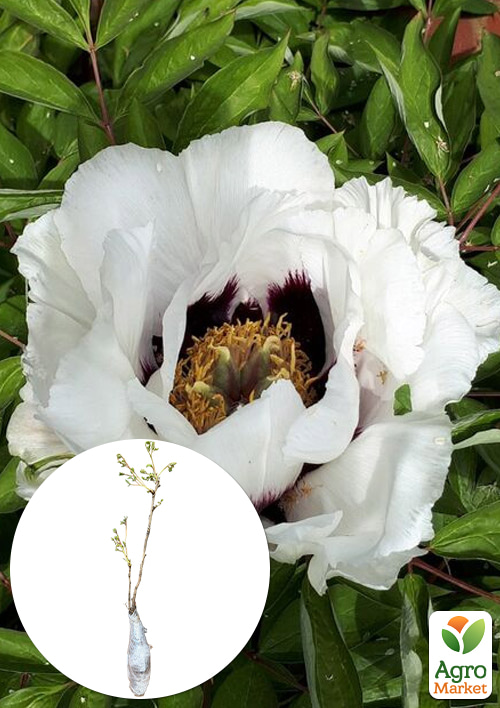 Пион древовидный 3-х летний "Anastasia" (высота 30-50см)