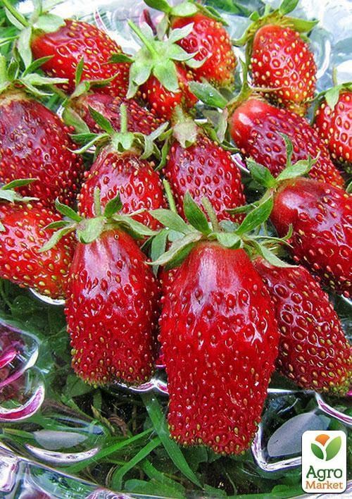 Земклубника "Мускатная" 5шт (средний срок созревания, ягоды не подвержены гниению)