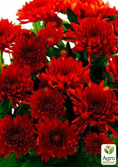 Хризантема "Milwaukee Red" (низькоросла среднецветковая)