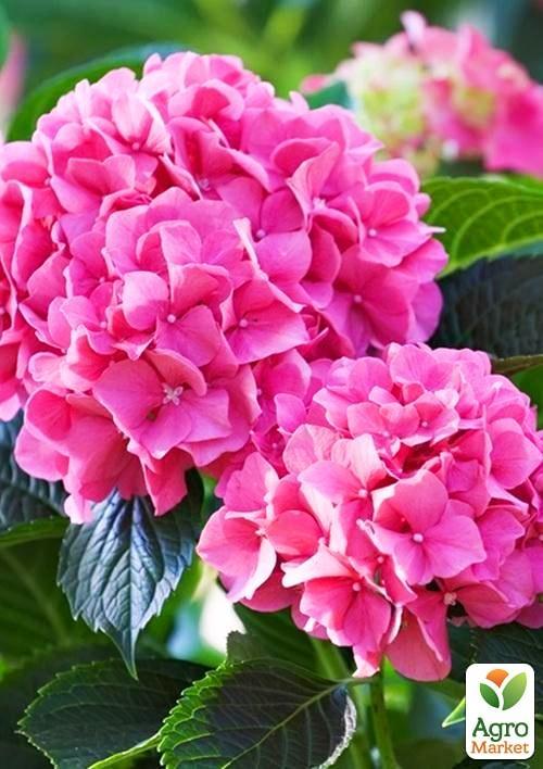 Гортензія крупнолиста рожева "Ніжні почуття" (Tender sentiment)