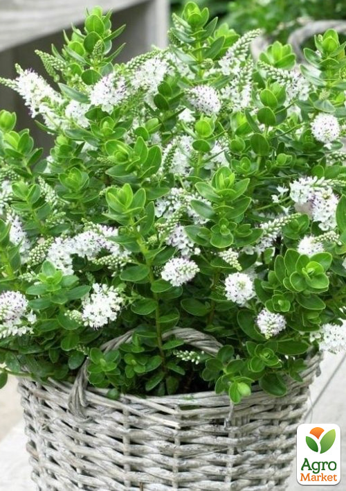 LMTD Хебе "Hebepetita White" висота 20-25см