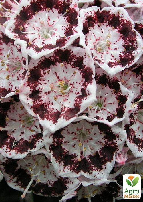 Кальмія latifolia "Nani" - фото 2