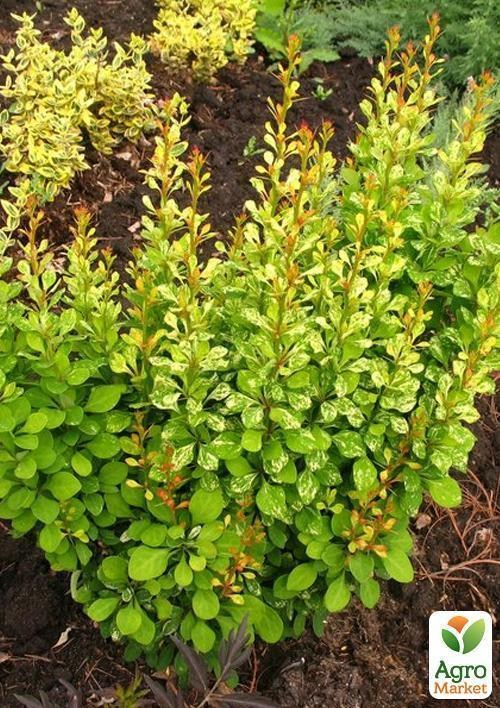 Барбарис Тунберга Powwow (контейнер 1л, высота 10-15 см)