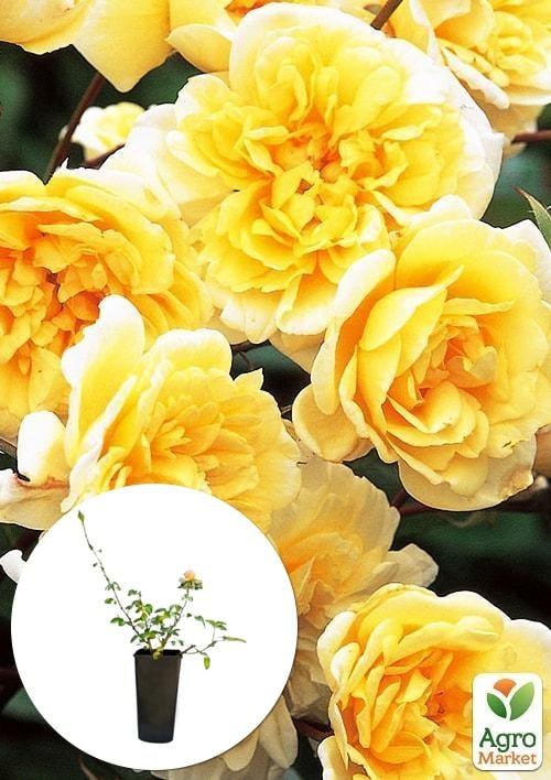 Роза в контейнере английская "Graham Thomas" (саженец класса АА+)