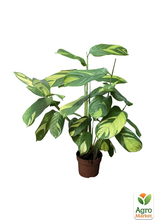 Калатея "Golden Mosaik" высота 40-50см - фото 5