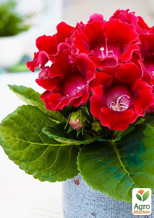 Глоксиния "Corina"