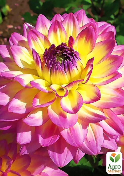 Георгина "Jowey Gipsy"