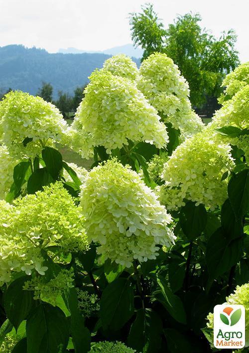 Гортензия метельчатая "Limelight"  - фото 6